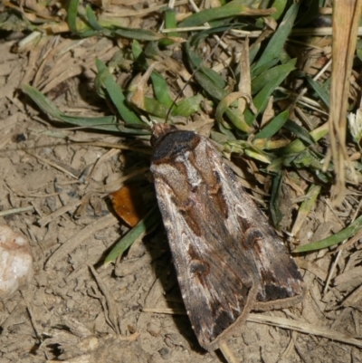 Agrotis munda (Brown Cutworm) at QPRC LGA - 28 Sep 2023 by arjay