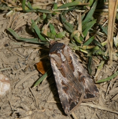 Agrotis munda (Brown Cutworm) at Mongarlowe River - 28 Sep 2023 by arjay