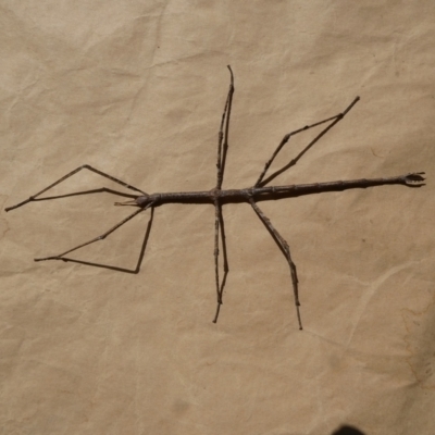 Ctenomorpha marginipennis (Margin-winged stick insect) at Mongarlowe River - 28 Sep 2023 by arjay