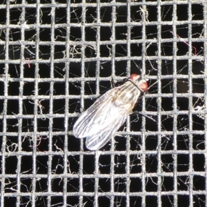 Muscidae (family) at Charleys Forest, NSW - 26 Sep 2023