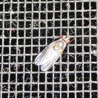 Muscidae (family) (Unidentified muscid fly) at Charleys Forest, NSW - 26 Sep 2023 by arjay