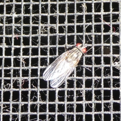 Muscidae (family) (Unidentified muscid fly) at QPRC LGA - 26 Sep 2023 by arjay