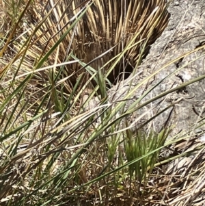 Tachyglossus aculeatus at Fentons Creek, VIC - suppressed