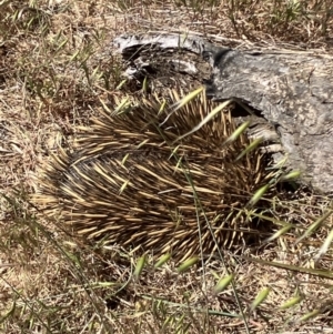 Tachyglossus aculeatus at Fentons Creek, VIC - suppressed