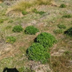 Geranium retrorsum at Whitlam, ACT - 28 Sep 2023 by CattleDog