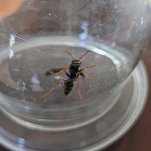 Polistes (Polistes) chinensis at Page, ACT - suppressed