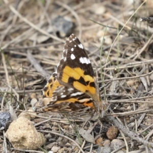 Vanessa kershawi at Bombala, NSW - 27 Sep 2023 03:04 PM