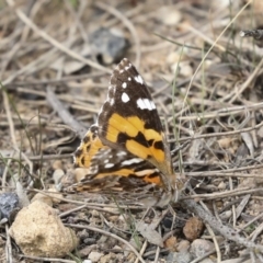 Vanessa kershawi (Australian Painted Lady) at Endeavour Reserve (Bombala) - 27 Sep 2023 by AlisonMilton