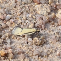 Philobota undescribed species near arabella (A concealer moth) at Ironmungy Nature Reserve - 27 Sep 2023 by AlisonMilton