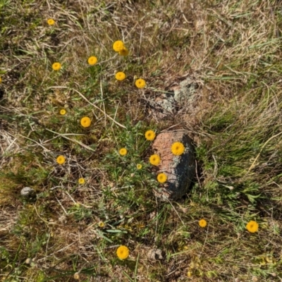 Leptorhynchos squamatus subsp. squamatus (Scaly Buttons) at Belconnen, ACT - 28 Sep 2023 by CattleDog