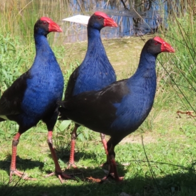 Porphyrio melanotus (Australasian Swamphen) at Bonython, ACT - 28 Sep 2023 by RodDeb