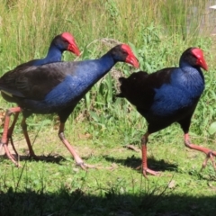 Porphyrio melanotus at Bonython, ACT - 28 Sep 2023