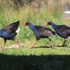 Porphyrio melanotus at Bonython, ACT - 28 Sep 2023