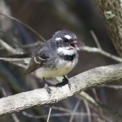 Rhipidura albiscapa (Grey Fantail) at Stranger Pond - 28 Sep 2023 by RodDeb