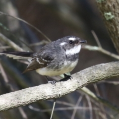 Rhipidura albiscapa at Bonython, ACT - 28 Sep 2023 01:20 PM