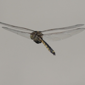 Hemicordulia tau at Bonython, ACT - 28 Sep 2023 01:33 PM