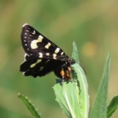 Phalaenoides tristifica at Bonython, ACT - 28 Sep 2023