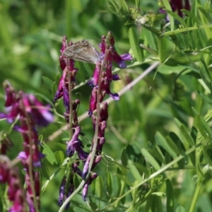 Vicia villosa subsp. eriocarpa at Bonython, ACT - 28 Sep 2023