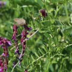 Vicia villosa subsp. eriocarpa at Bonython, ACT - 28 Sep 2023 12:54 PM