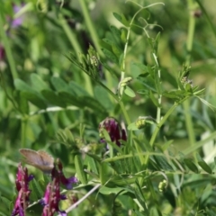 Vicia villosa subsp. eriocarpa at Bonython, ACT - 28 Sep 2023 12:54 PM