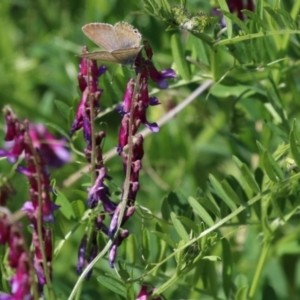 Vicia villosa subsp. eriocarpa at Bonython, ACT - 28 Sep 2023 12:54 PM