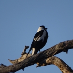 Gymnorhina tibicen (Australian Magpie) at Mount Mugga Mugga - 28 Sep 2023 by Mike