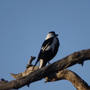 Gymnorhina tibicen at O'Malley, ACT - 28 Sep 2023 05:24 PM