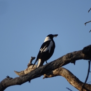 Gymnorhina tibicen at O'Malley, ACT - 28 Sep 2023 05:24 PM