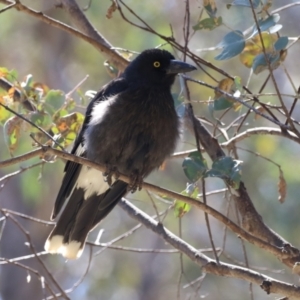 Strepera graculina at Bonython, ACT - 28 Sep 2023