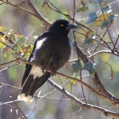 Strepera graculina (Pied Currawong) at Bonython, ACT - 28 Sep 2023 by RodDeb