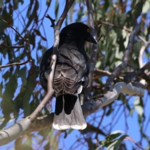 Strepera graculina at Bonython, ACT - 28 Sep 2023