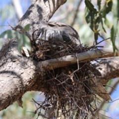 Podargus strigoides (Tawny Frogmouth) at Bonython, ACT - 28 Sep 2023 by RodDeb