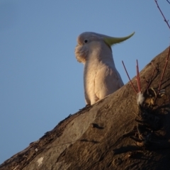 Cacatua galerita (Sulphur-crested Cockatoo) at Mount Mugga Mugga - 28 Sep 2023 by Mike