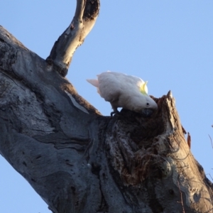 Cacatua galerita at O'Malley, ACT - 28 Sep 2023 05:29 PM