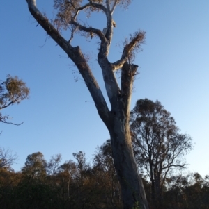 Cacatua galerita at O'Malley, ACT - 28 Sep 2023 05:29 PM