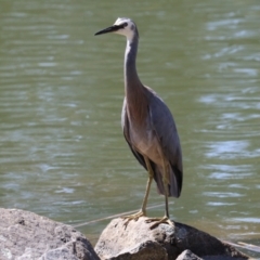 Egretta novaehollandiae (White-faced Heron) at Bonython, ACT - 28 Sep 2023 by RodDeb