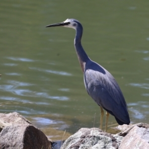 Egretta novaehollandiae at Bonython, ACT - 28 Sep 2023