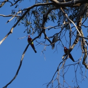 Platycercus eximius at O'Malley, ACT - 28 Sep 2023