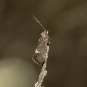 Leistomorpha brontoscopa at Merriangaah, NSW - 27 Sep 2023 10:44 AM