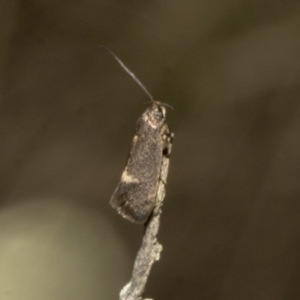 Leistomorpha brontoscopa at Merriangaah, NSW - 27 Sep 2023