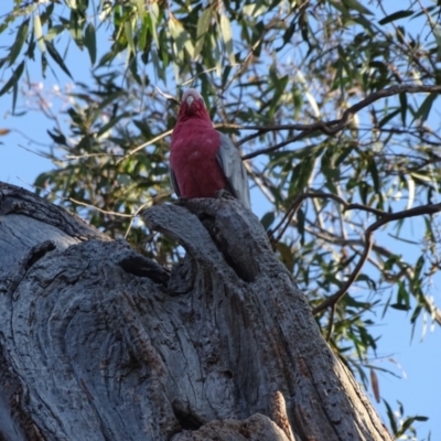 Eolophus roseicapilla (Galah) at O'Malley, ACT - 28 Sep 2023 by Mike