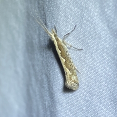 Plutella xylostella (Diamondback Moth) at Jerrabomberra, NSW - 26 Sep 2023 by Steve_Bok