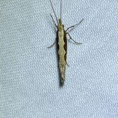 Plutella xylostella at Jerrabomberra, NSW - 26 Sep 2023