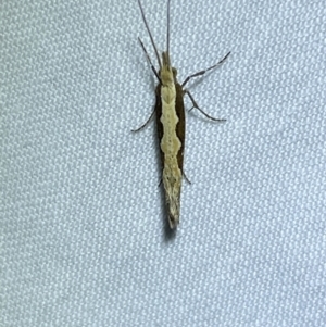 Plutella xylostella at Jerrabomberra, NSW - 26 Sep 2023