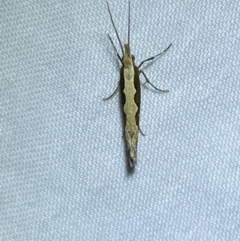 Plutella xylostella at Jerrabomberra, NSW - 26 Sep 2023