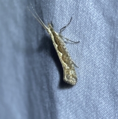 Plutella xylostella at Jerrabomberra, NSW - 26 Sep 2023