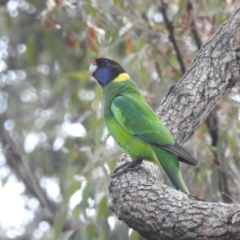 Barnardius zonarius (Australian Ringneck) at Paulls Valley, WA - 12 Sep 2023 by HelenCross