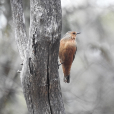 Climacteris rufus (Rufous Treecreeper) at Dryandra Woodland National Park - 10 Sep 2023 by HelenCross