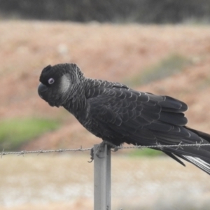 Zanda latirostris at Williams, WA - suppressed