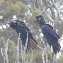 Zanda latirostris at Williams, WA - suppressed